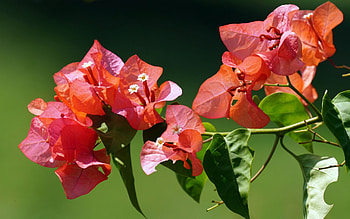 Bougainvillea, nature, orange, flower HD wallpaper