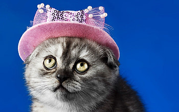 Animals, Kitty, Kitten, Muzzle, Eyes, Beautiful, Sight, Opinion, Hat HD wallpaper