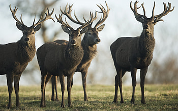 Reindeer , HQ , Majestic animals HD wallpaper