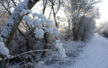 Winter, Nature, Grass, Snow, Road, Frost HD wallpaper