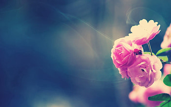 Flowers, Grass, Leaves, Macro, Glare, Branch HD wallpaper