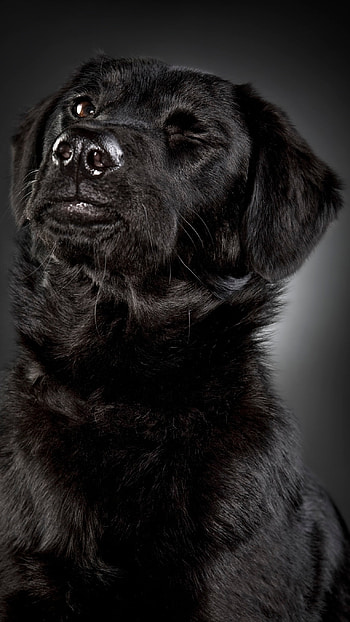 Black Dog, Cute Labra HD phone wallpaper