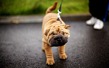Animals, Dog, Muzzle, Leash, Puppy, Folds, Pleating, Shar Pei HD wallpaper
