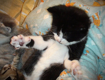 I Love You this Much......, kitten, hands, love, black and white HD wallpaper