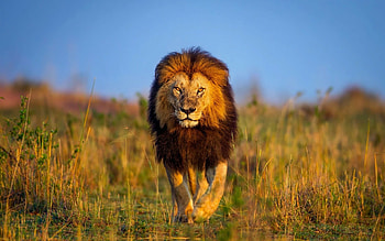 Lion , Stunning visuals, Mesmerizing presence, Impressive quality HD wallpaper