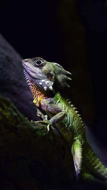 Lizard , Scale patterns, Sunbathing reptiles, Colorful species HD phone wallpaper