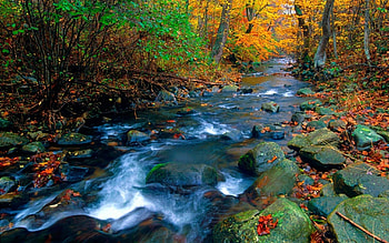 Forest brook, creek, moss, brook, forests, rocks, leaves, brown, pretty, green, autumn, nature, , water HD wallpaper
