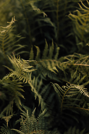 Nature, Leaves, Macro, Fern HD phone wallpaper