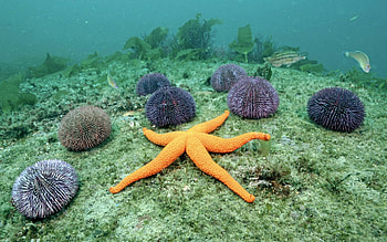 orange starfish, starfish, aneme, grass, ocean HD wallpaper