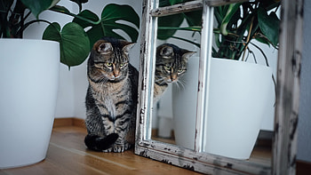 Yellow Eyes Black Brown Cat Reflection On Mirror Cat HD wallpaper