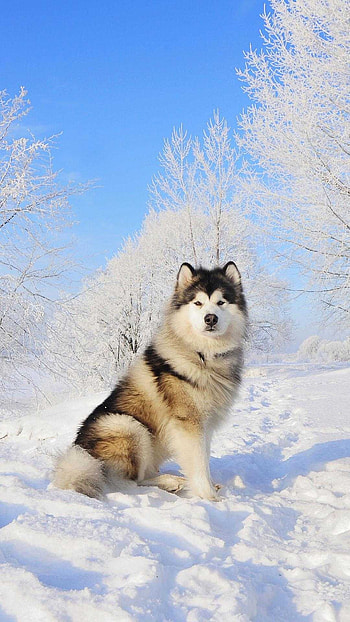 siberian husky, Impressive , High resolution, Eye-catching HD phone wallpaper