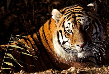 Animals, Grass, To Lie Down, Lie, Predator, Big Cat, Tiger HD wallpaper
