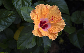 Hibiscus, plant, orange, flower HD wallpaper