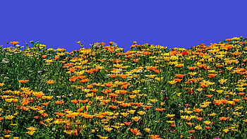 summer meadow, sky, flowers, field HD wallpaper