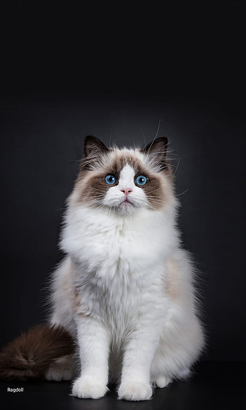 Cat, whiskers, white, birman, black HD phone wallpaper
