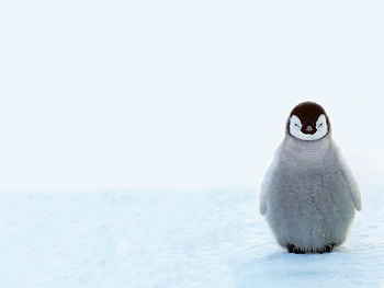 Happy Feet, cold, baby, penguin, snow HD wallpaper