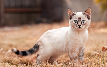 Animals, Cats HD wallpaper