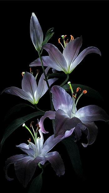 Flower , Beautiful flowers, Lily , Lovely background HD phone wallpaper