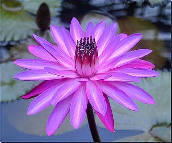 Lotus, nature, water, flower HD wallpaper