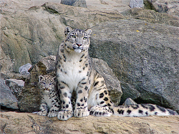 Animals, Stones, Young, Couple, Pair, Joey, Snow Leopards HD wallpaper