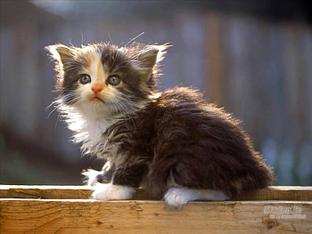 Fluffy kitty, animal, kitten, kitty, cat, fluffy HD wallpaper