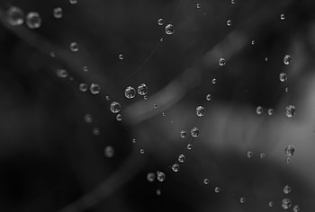 Water, Drops, Macro, Bw, Chb HD wallpaper