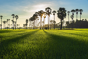 Green farms, landscape, sunrise, nature HD wallpaper
