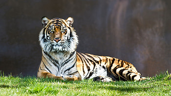 Animals, Grass, To Lie Down, Lie, Predator, Tiger HD wallpaper