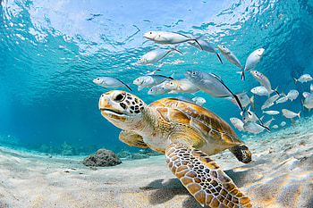 Kids care, Sea turtle conservation, Time for Kids initiative, Animal welfare HD wallpaper