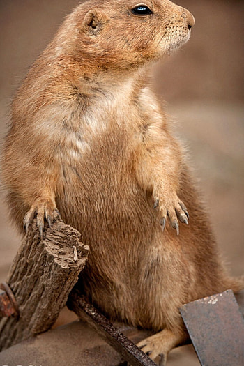 Awesome Prarie Dogs Ideas, Unique inspirations HD phone wallpaper