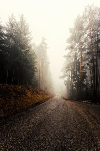A foggy road cutting through a dense forest, creating a serene landscape. HD phone wallpaper