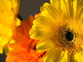 Plants, Flowers HD wallpaper