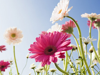 SNAKE STEMS, long stem, white, pink petals HD wallpaper