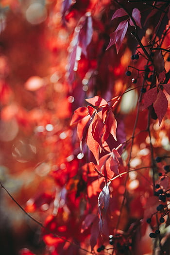 Close-up of red and purple autumn leaves glowing in daylight, showcasing nature's vivid colors. HD phone wallpaper