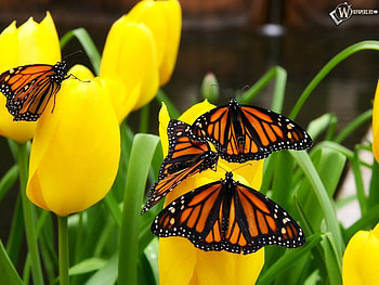 Butterflies, Insects HD wallpaper