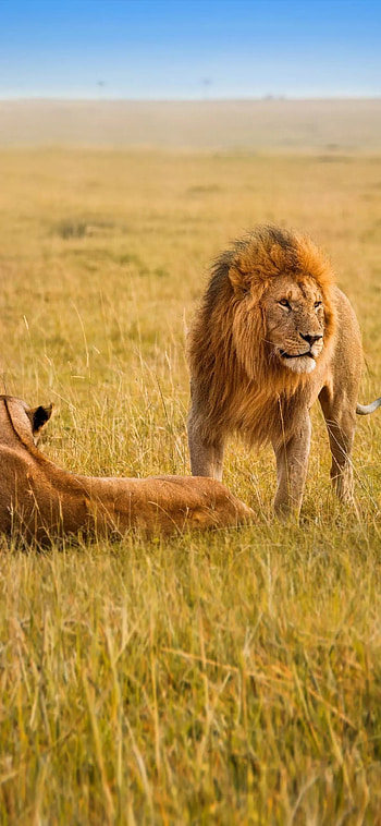 Lion, nature, animal HD phone wallpaper