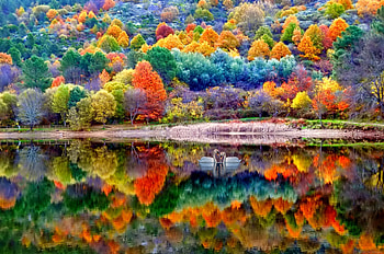 Autumn park, Lake, Swqqns, Reflection, Autumn, Swans HD wallpaper