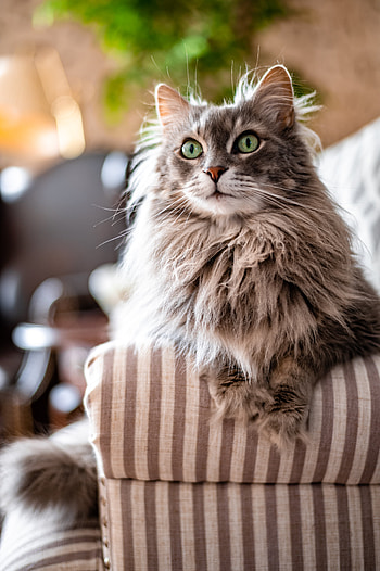 Animals, Cat, Fluffy, Pet, Grey, Animal HD phone wallpaper