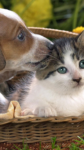 Cat And Dog, On basket, catdog on basket, flowers love HD phone wallpaper
