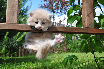 Animals, Grass, Fluffy, Kitty, Kitten, Hang, Support HD wallpaper