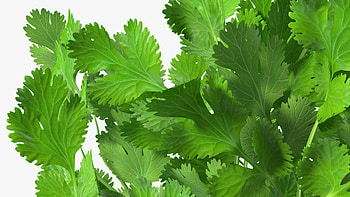 Cilantro 3D model, Digital art, Unique representation, ArtStation creation HD wallpaper