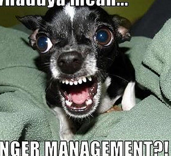 Anger Management, dogs, cats, anger, animals HD wallpaper