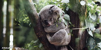 koala , Eye-catching design, enhancement, XFCE beauty HD wallpaper
