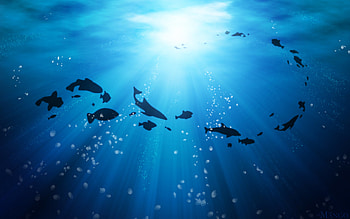 Life Under the Ocean HD wallpaper