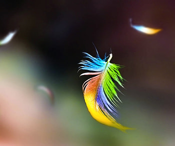 Feathers, blue, colorful, feather, yellow, green, floating, orange HD wallpaper