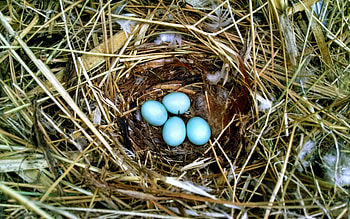Robin's Eggs, blue, robin, eggs, nest HD wallpaper