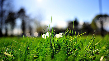 Grass, Macro, Light, Light Coloured, Lawn HD wallpaper