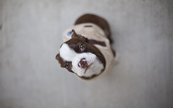 Animals, Dog, Muzzle, Blur, Smooth, From Above, Above HD wallpaper