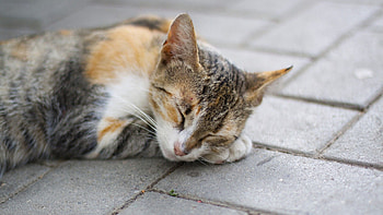 Animals, Cat, Muzzle, Sleep, Dream, Paws HD wallpaper