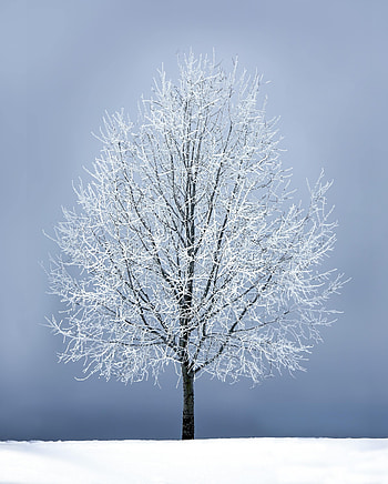 Nature, Snow, Wood, Tree, Branches, Branch HD phone wallpaper